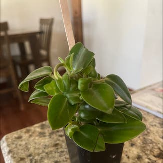 Baby Rubber Plant plant in Amarillo, Texas