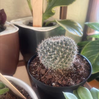 Little Nipple Cactus plant in Amarillo, Texas