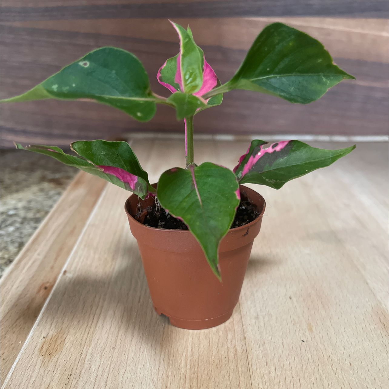 Party Time Alternanthera plant in a small pot with green and pink variegated leaves.