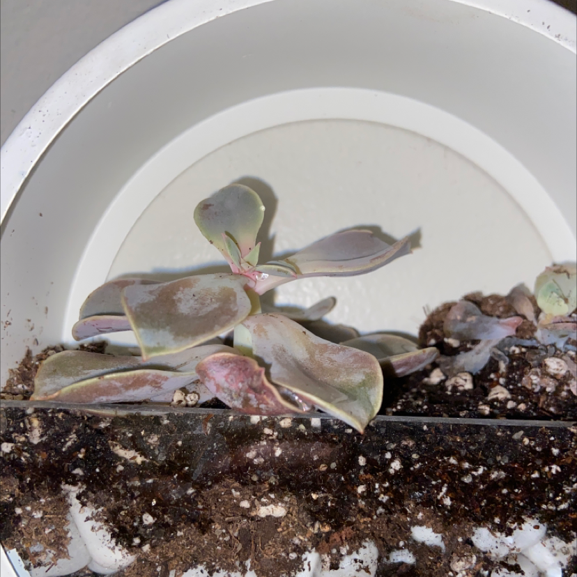 Echeveria Gibbiflora succulent in a white pot with visible leaf discoloration and dry soil.