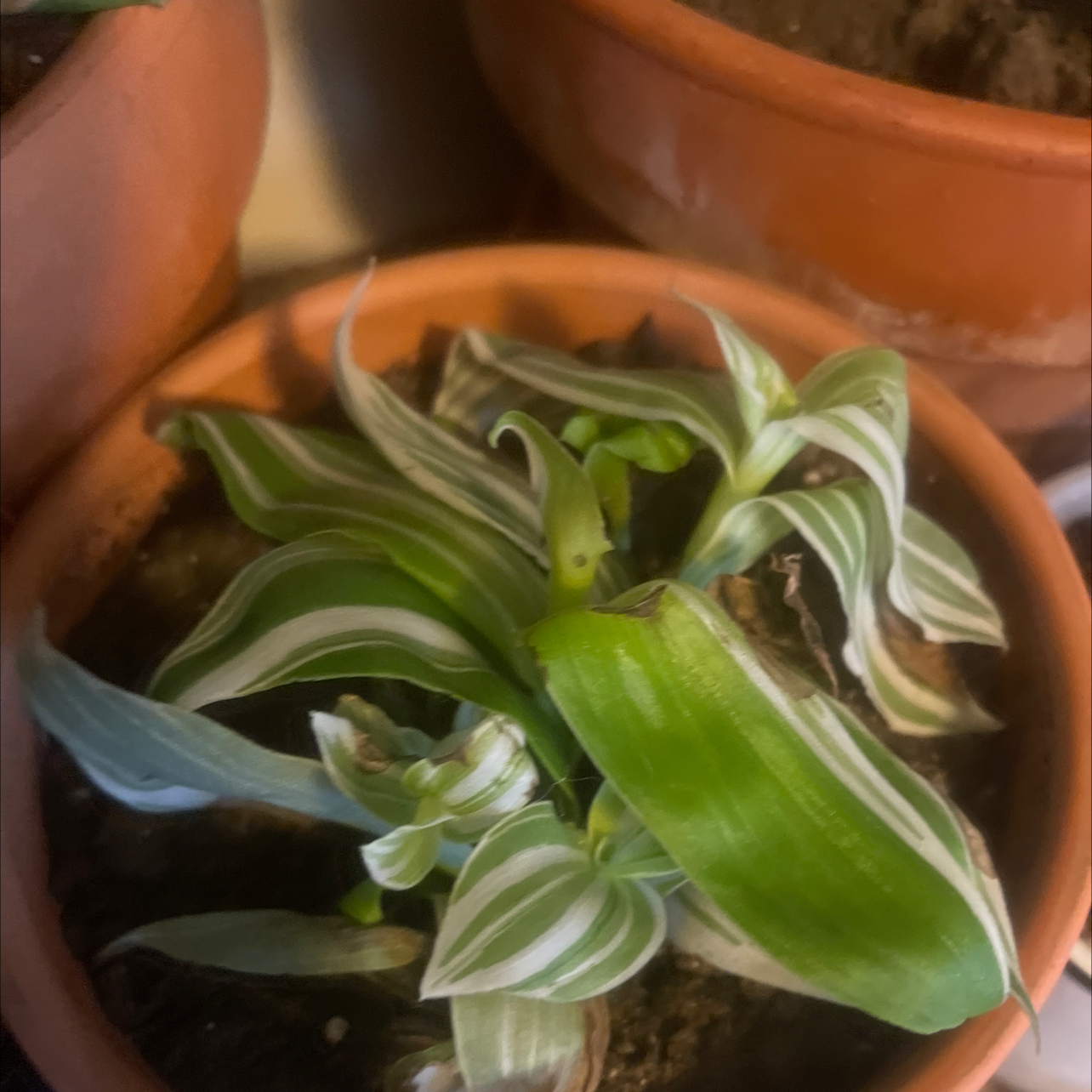 Tradescantia albiflora 'Albovittata' plant in a terracotta pot with variegated leaves.