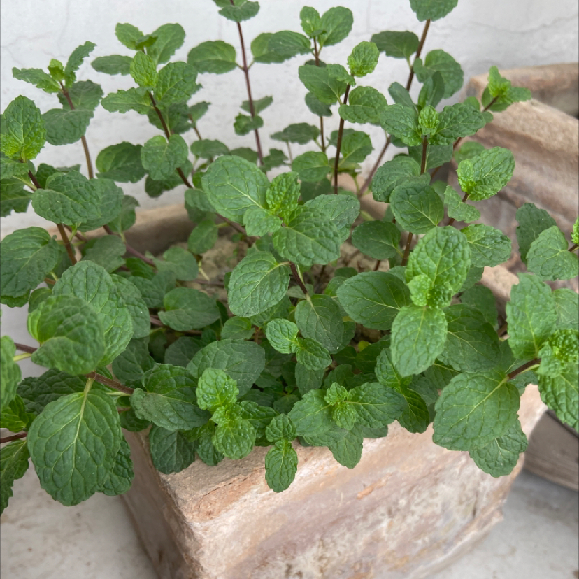 Healthy spearmint plant in a rectangular pot with vibrant green leaves.