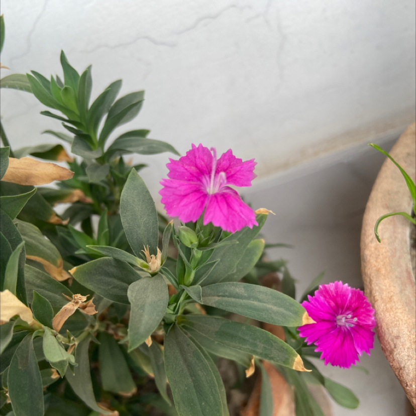 Bright Eyes plant with pink flowers and some browning leaves in a pot.