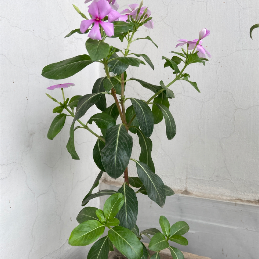 Bright Eyes plant with green leaves and pink flowers in a pot against a plain wall.