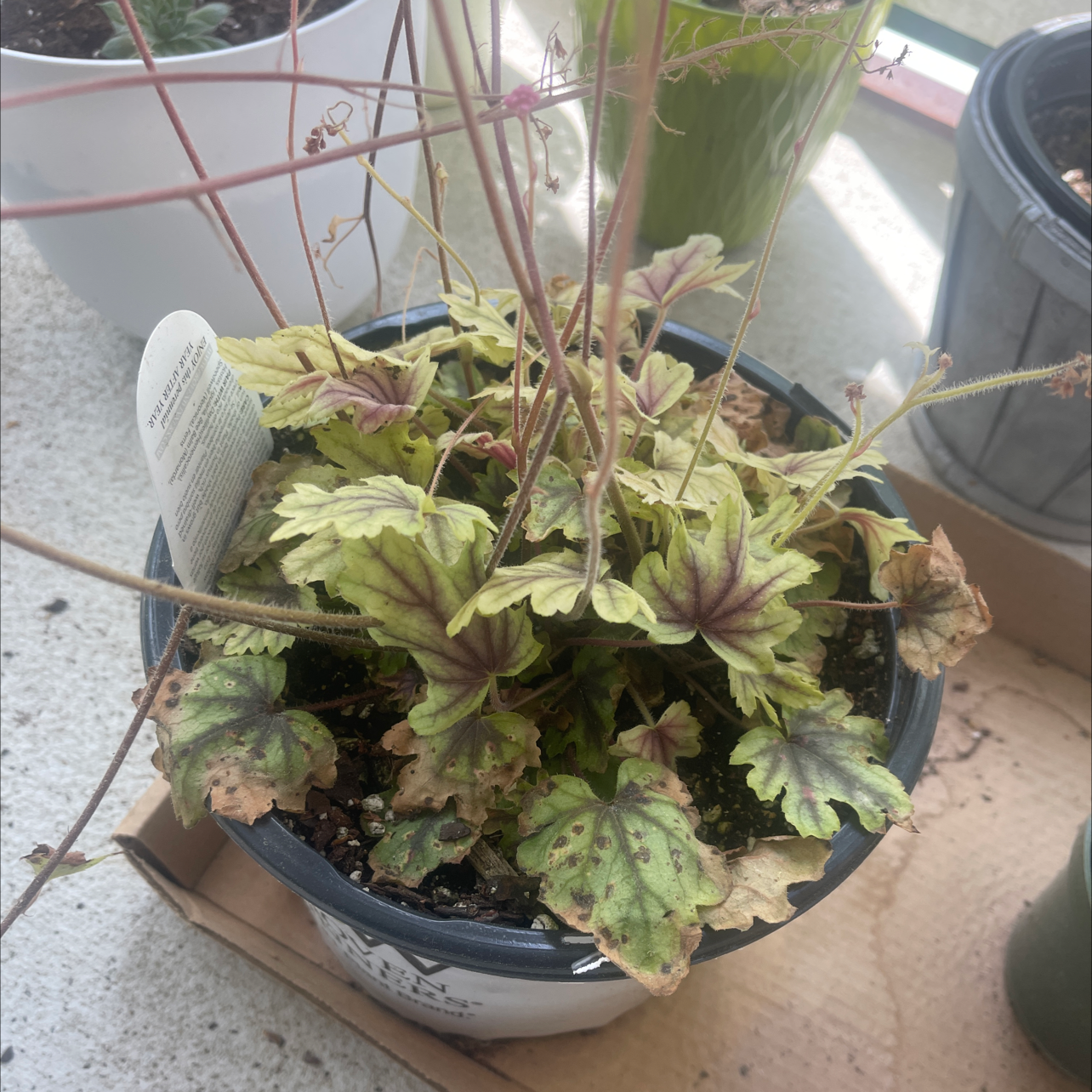 Potted Coral Bells plant with variegated leaves showing yellowing and browning.