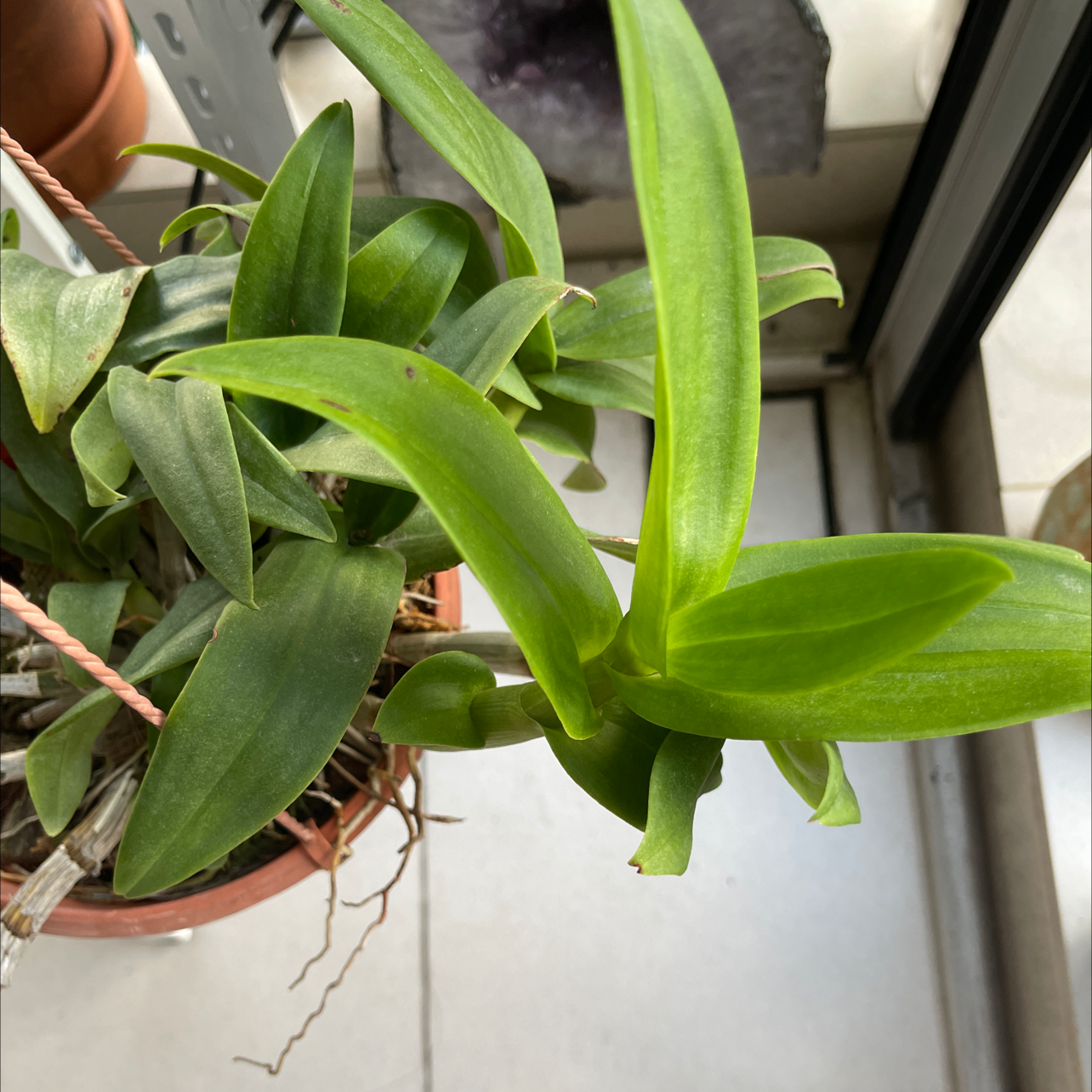 Noble Dendrobium plant in a pot with healthy green leaves.