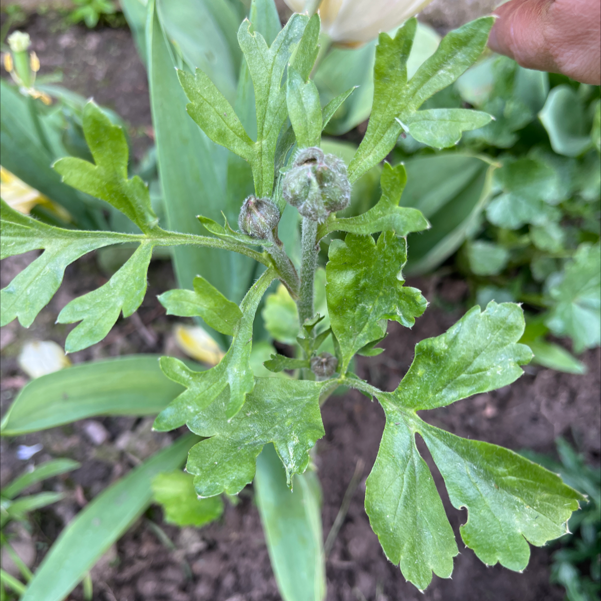 Garden Ranuncula plant with green leaves and developing buds, hand pointing at the plant.