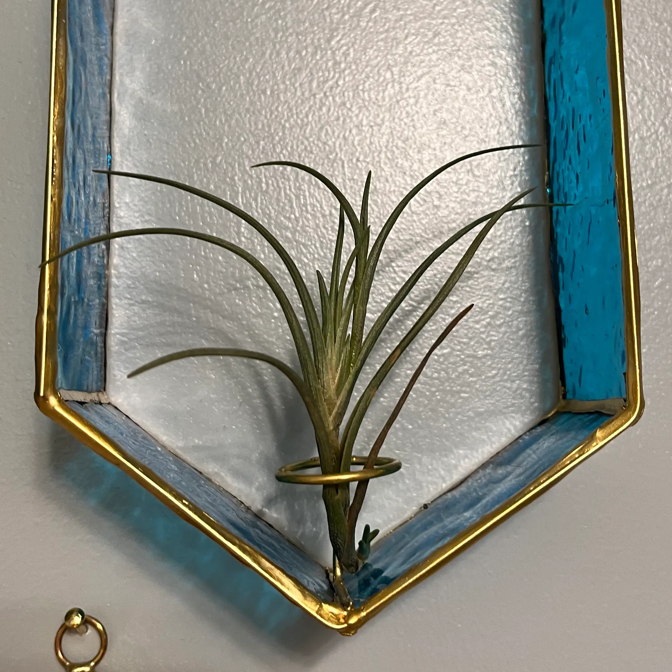 Photo of the plant species Tillandsia albertiana by @AnotherPlantGay named Ashley Tisdale on Greg, the plant care app