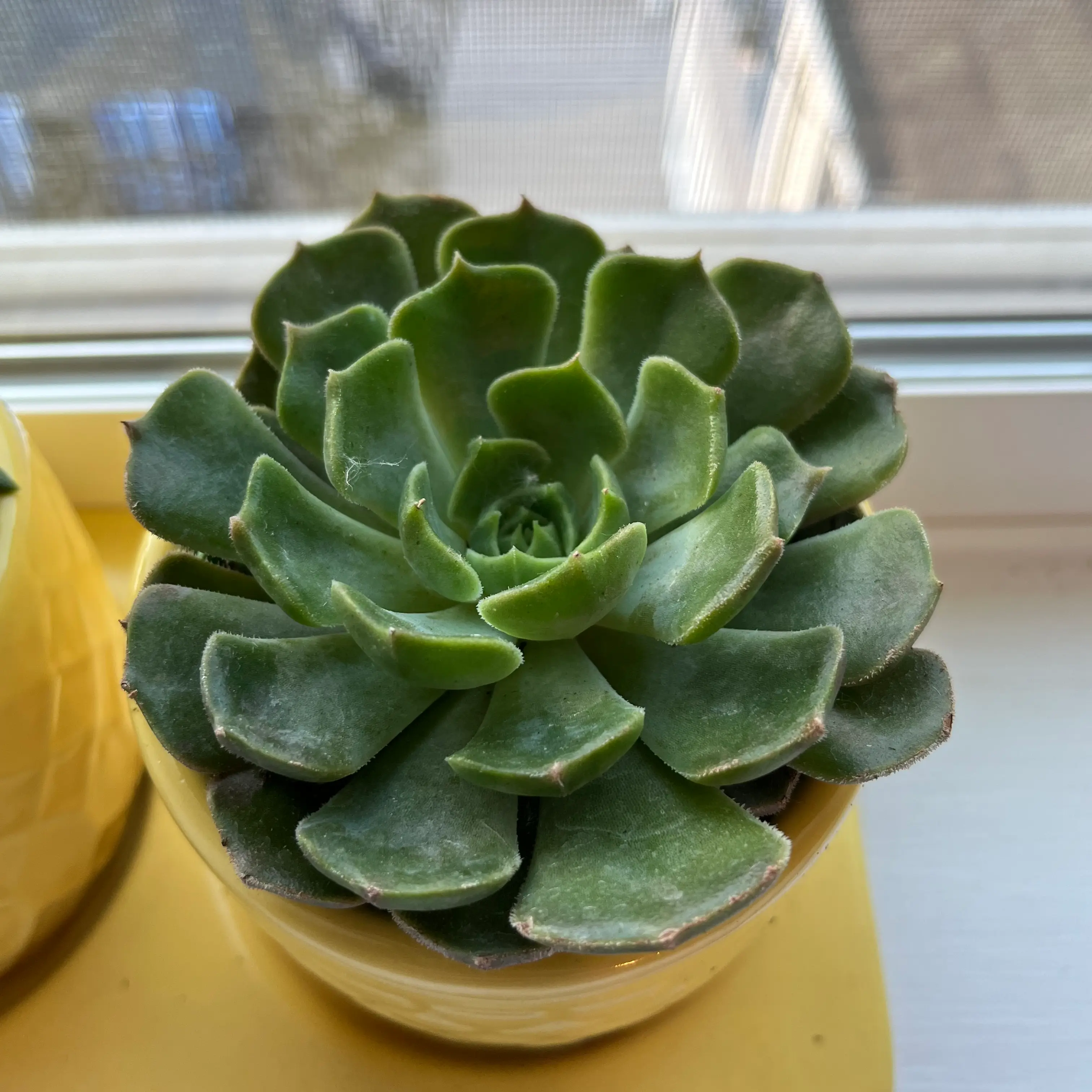 Photo of the plant species Echeveria Brown Rose by @AnotherPlantGay named Brown Rose on Greg, the plant care app