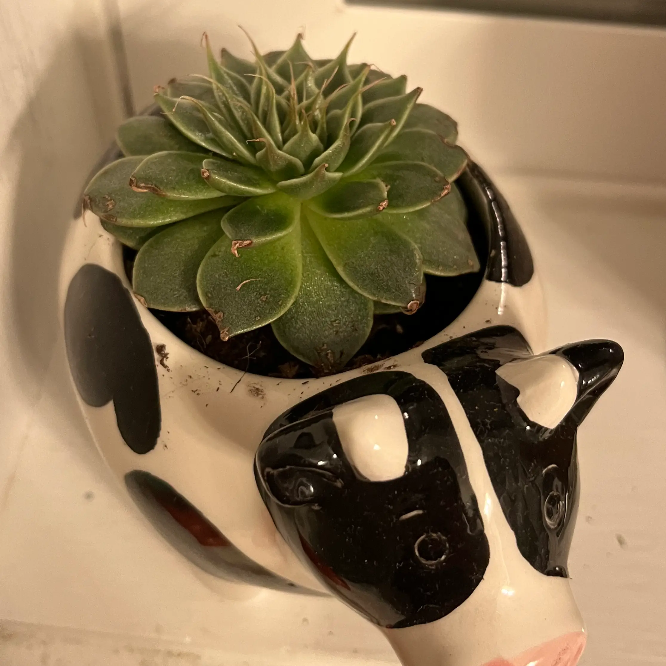 Echeveria chihuahuaensis succulent in a cow-shaped pot, healthy green leaves.