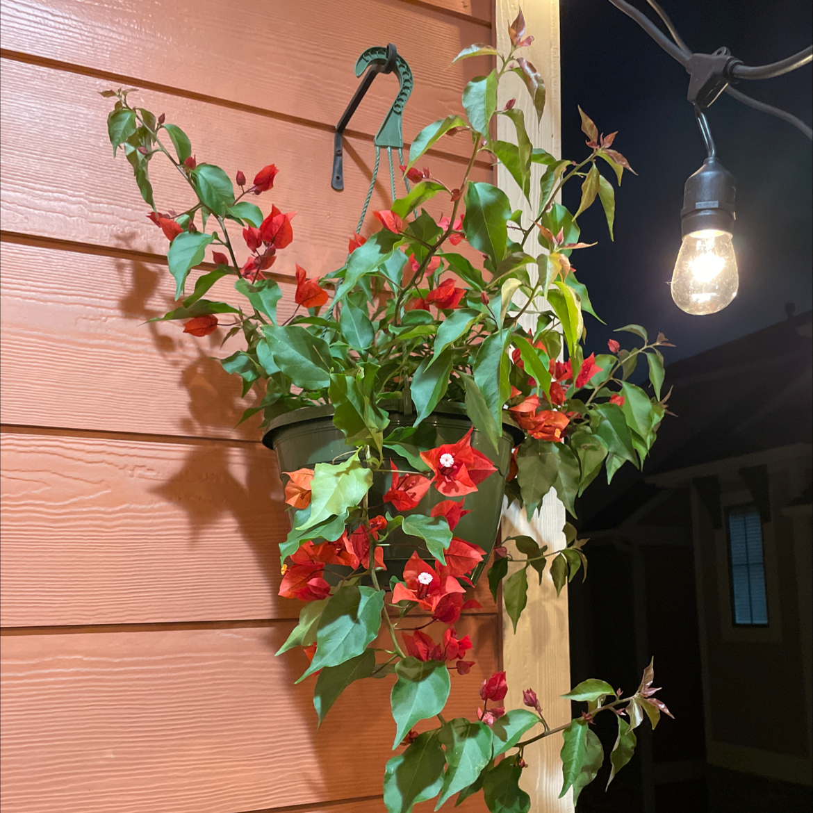 Hanging Lesser Bougainvillea plant with red flowers and green leaves against a wooden wall.
