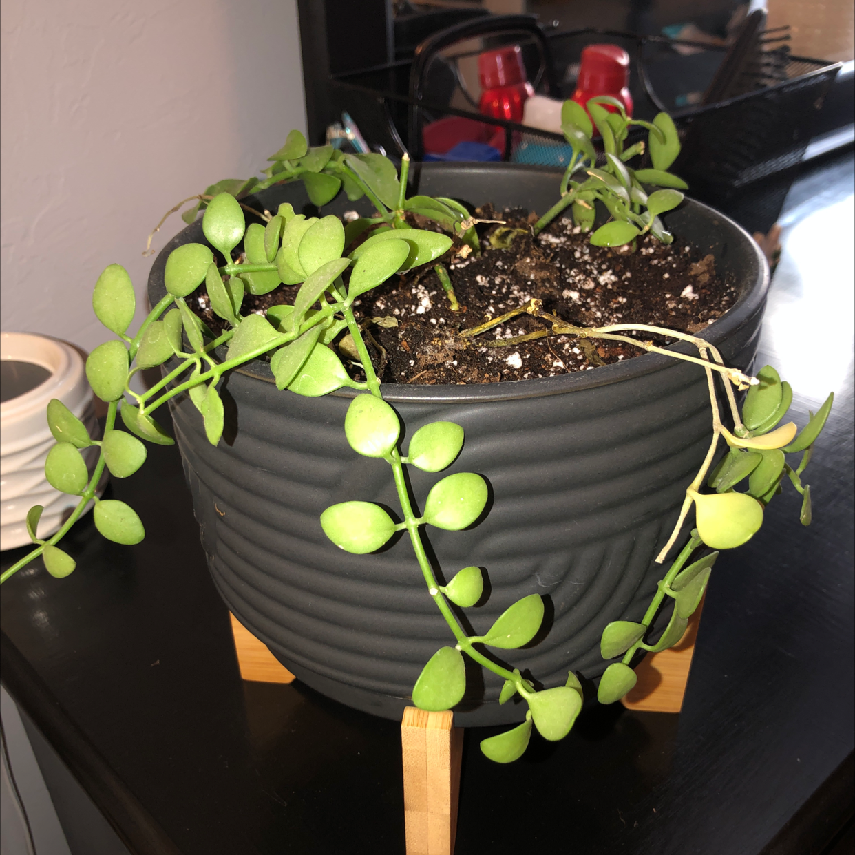 Photo of the plant species Dischidia 'Green Cascade' by @FastRedalder named Ronaldo on Greg, the plant care app