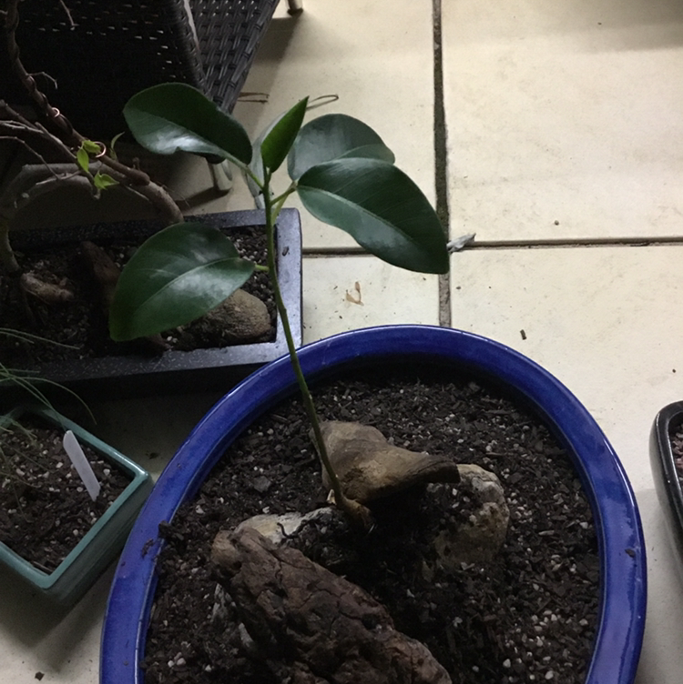 Photo of the plant species Rusty Fig by @Karwalsh named Dwanye on Greg, the plant care app