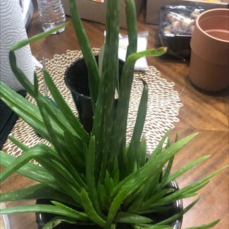 Aloe Vera plant in Lufkin, Texas