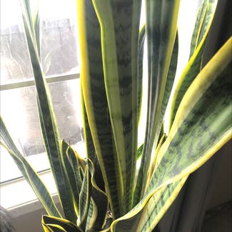 Snake Plant plant in Lufkin, Texas