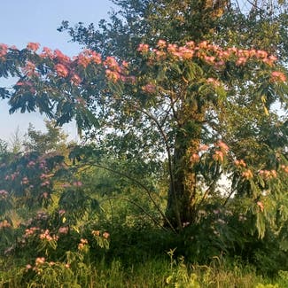 Silk tree plant in Lufkin, Texas