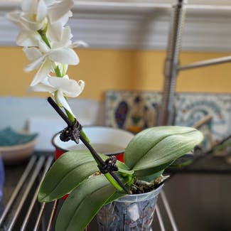 Phalaenopsis Orchid plant in Takoma Park, Maryland