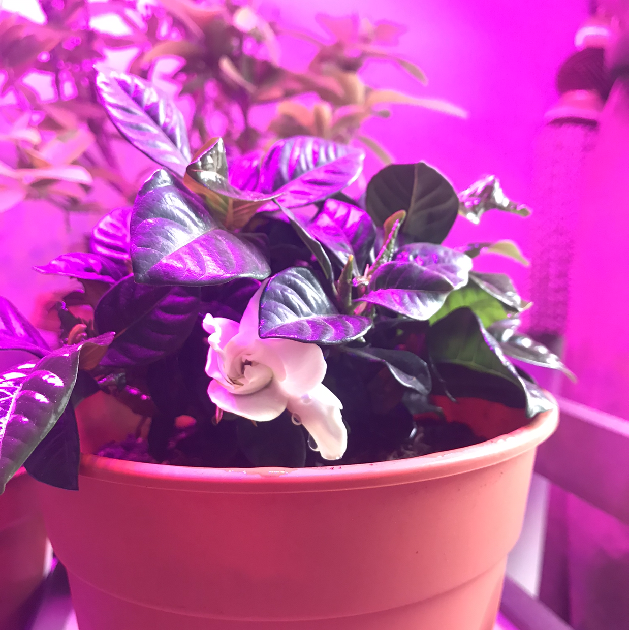 Healthy potted Herbst's Bloodleaf plant with vibrant purple and green variegated leaves, no signs of disease or stress.