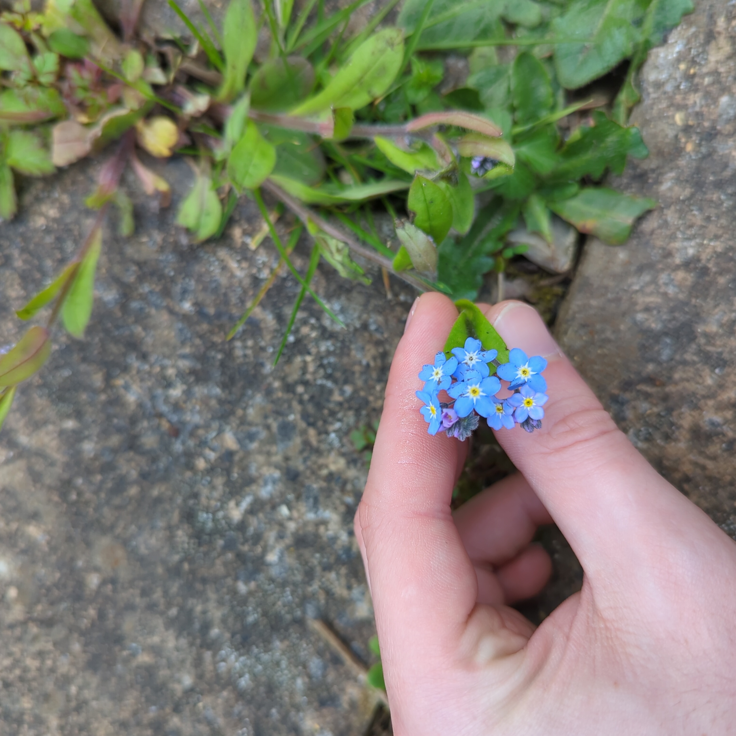 Hand holding a small Asian Forget-Me-Not plant with blue flowers.