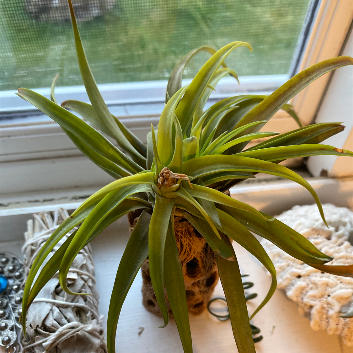 Fynbos aloe plant on a windowsill with green leaves and no visible soil.