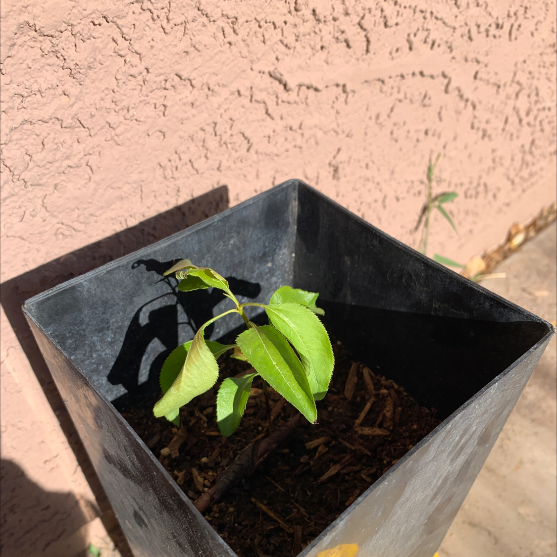 Photo of the plant species European Pear by @JazzySeaoats named Pear on Greg, the plant care app