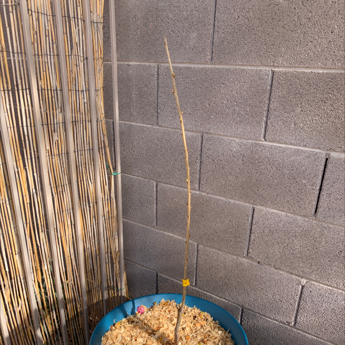 Young Sweet Cherry plant in a blue pot with wood chips, against a concrete wall and bamboo screen.