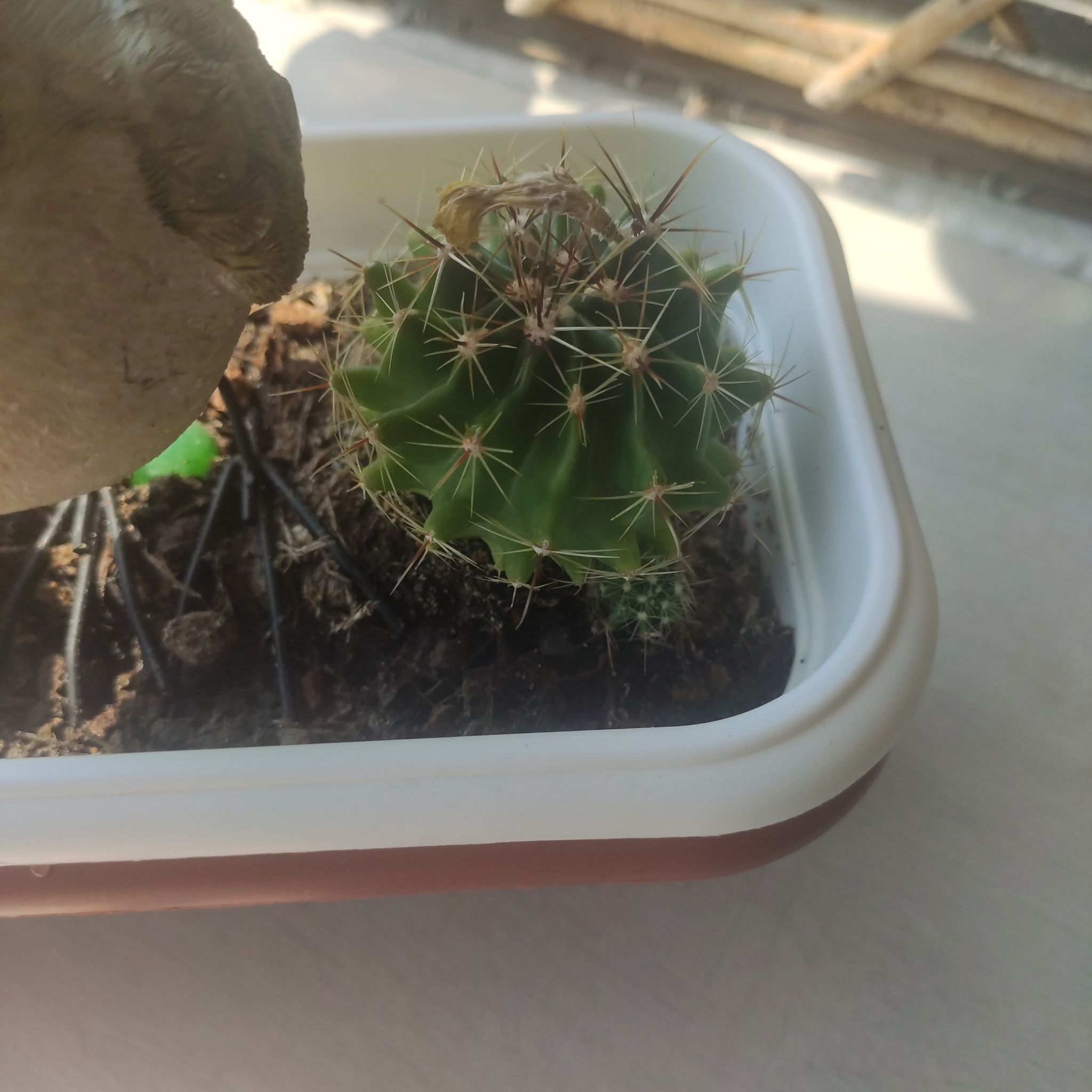 Scarlet Hedgehog Cactus in a rectangular pot with some browning at the top.
