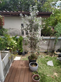 Russian Olive plant