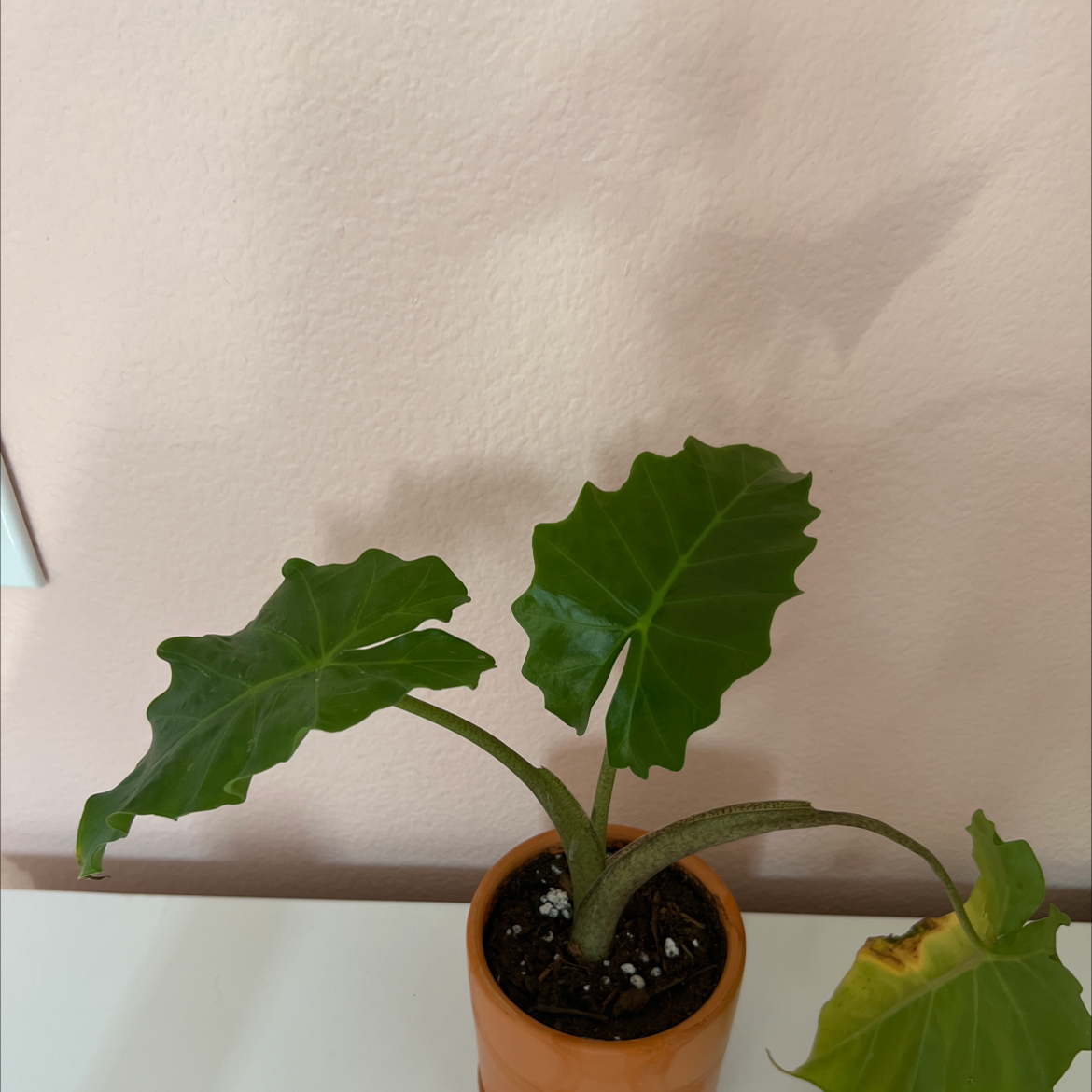 Alocasia 'Low Rider' plant in a pot with one yellowing leaf.