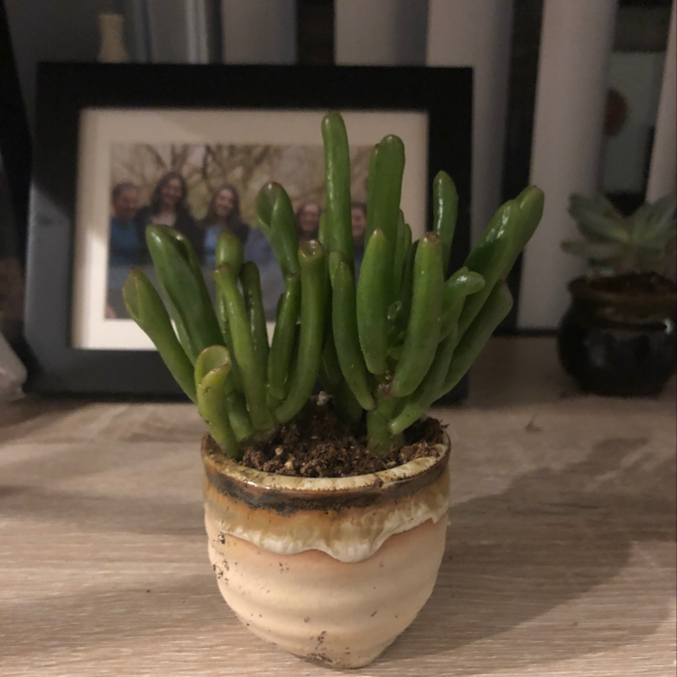 Photo of the plant species Mermaid tail cactus by Clare named Elina on Greg, the plant care app