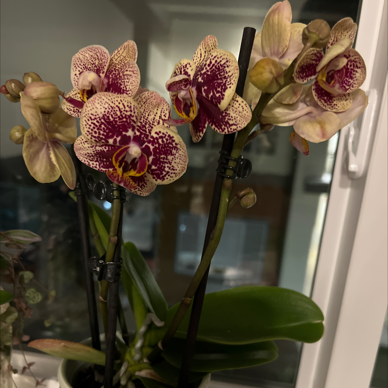 Photo of the plant species Common Spotted Orchid by @YoungAchiote named Lola on Greg, the plant care app