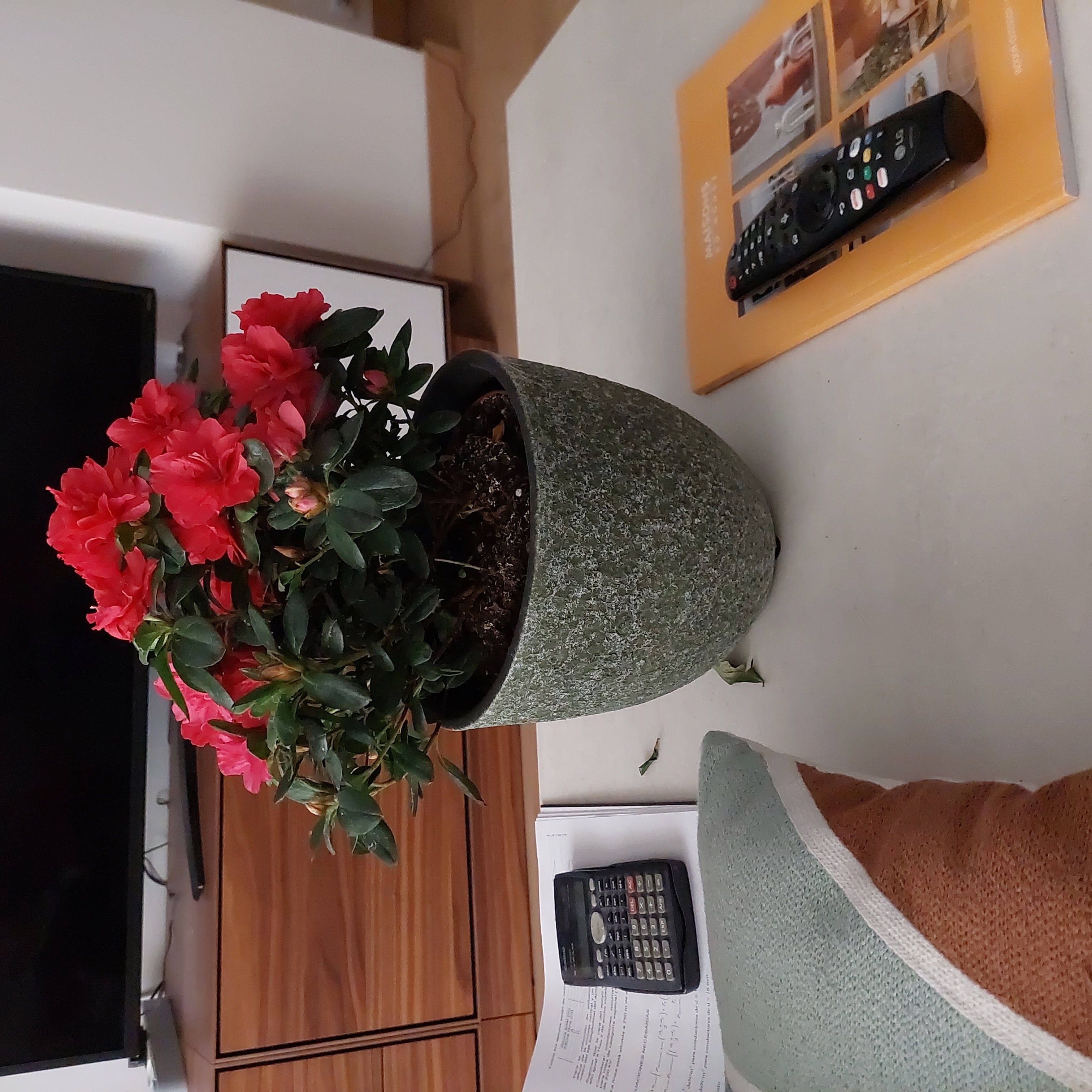 Potted Rhododendron with red flowers on a table, appears healthy.