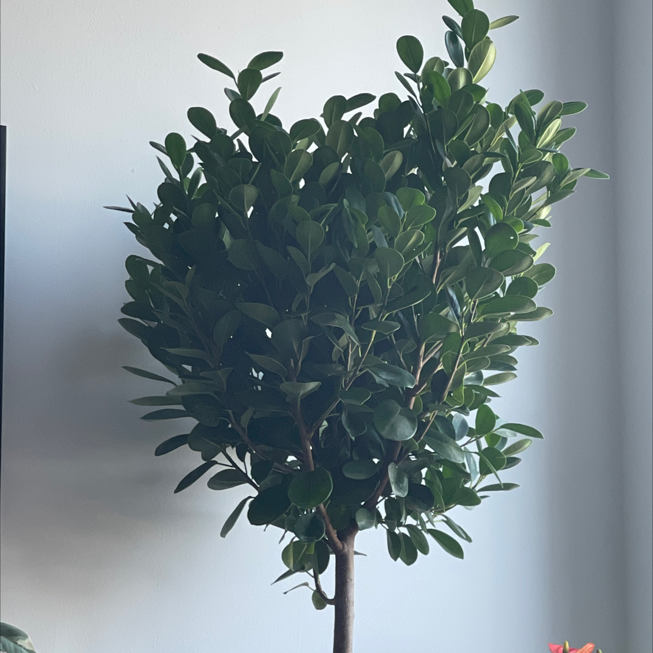Well-framed Ficus Moclame plant with dense, healthy green foliage.