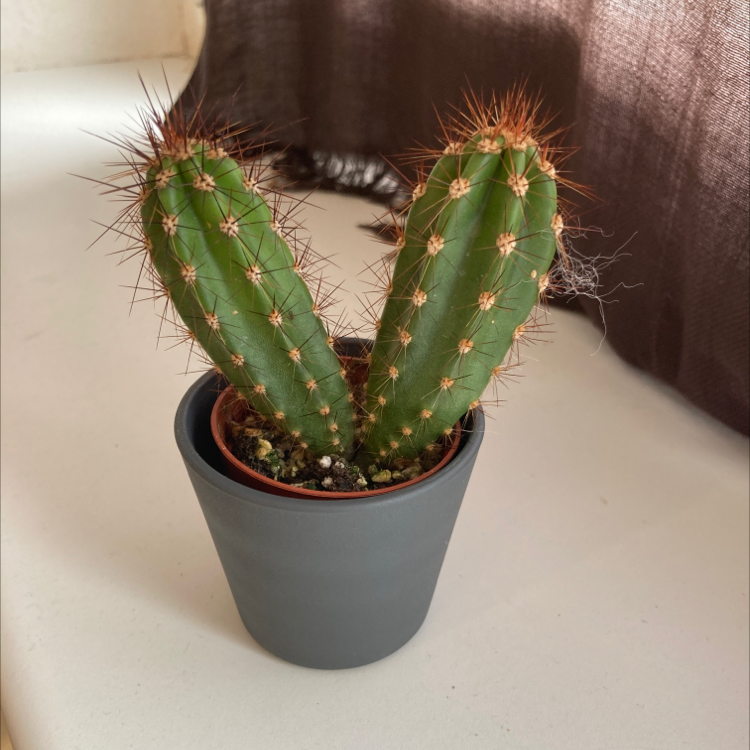 Kingcup Cactus in a small pot, healthy and well-framed.