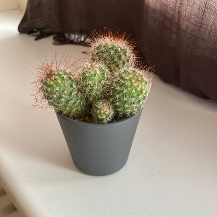 Thriving spherical cactus with dense reddish-brown spines in a gray plastic pot, identified as a Simpson Hedgehog Cactus.
