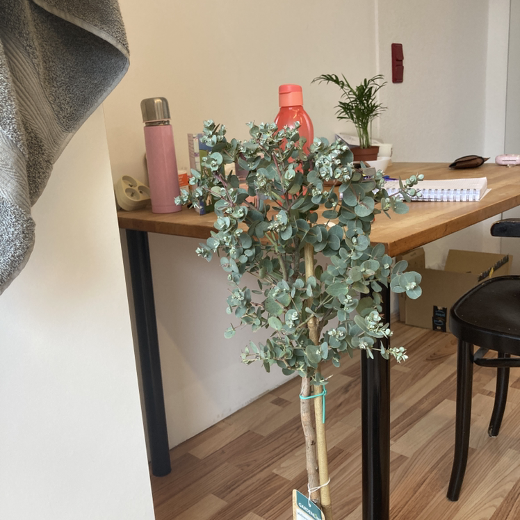 Potted Cider gum plant with round, blue-green leaves in an indoor setting.