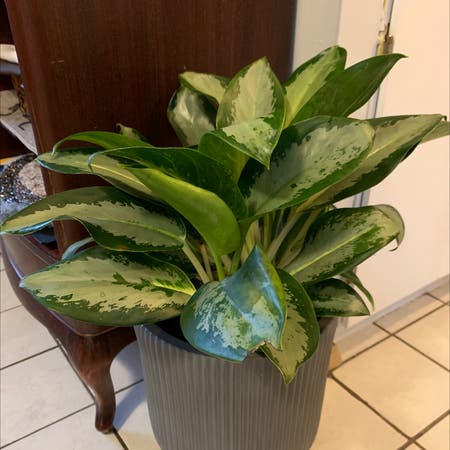 Photo of the plant species Aglaonema 'Green Bowl' by Sleekbiancini named Silver Bay on Greg, the plant care app