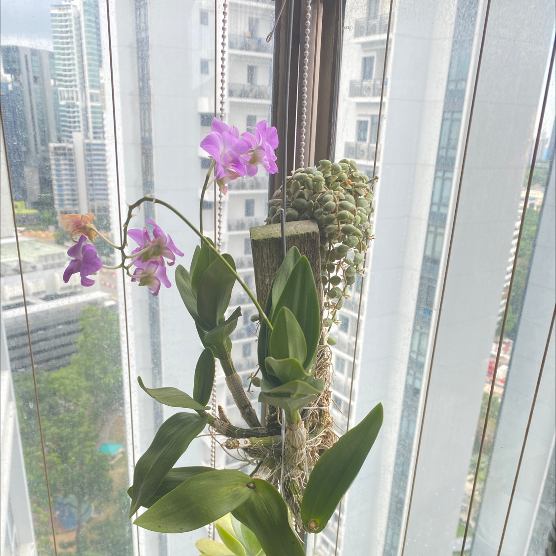 Noble Dendrobium orchid with flowers and green leaves, cityscape background through window.