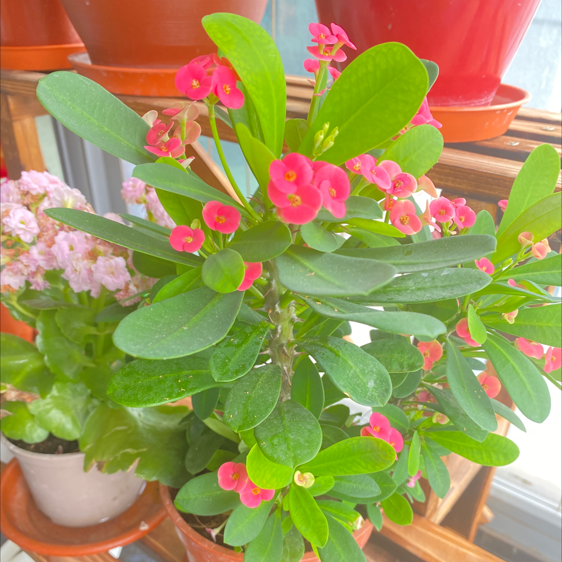Thriving Crown of Thorns plant with dense green foliage covered in bright pink flowers, potted in a white ceramic container.