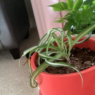 Spider Plant plant in Willoughby, Ohio