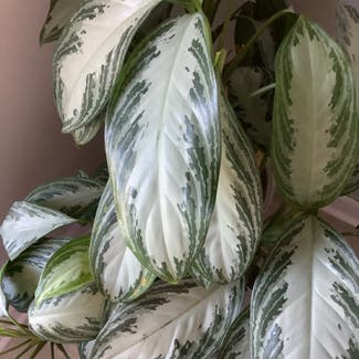 Chinese Evergreen plant in Willoughby, Ohio