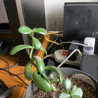 Jade plant in Willoughby, Ohio