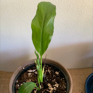 Peace Lily plant in Oshkosh, Wisconsin
