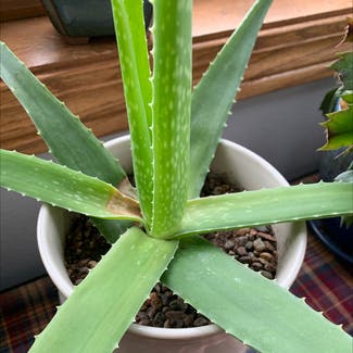 Aloe vera plant in Oshkosh, Wisconsin