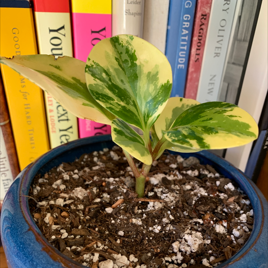 Rainbow Peperomia plant in a blue pot with variegated leaves and visible soil.