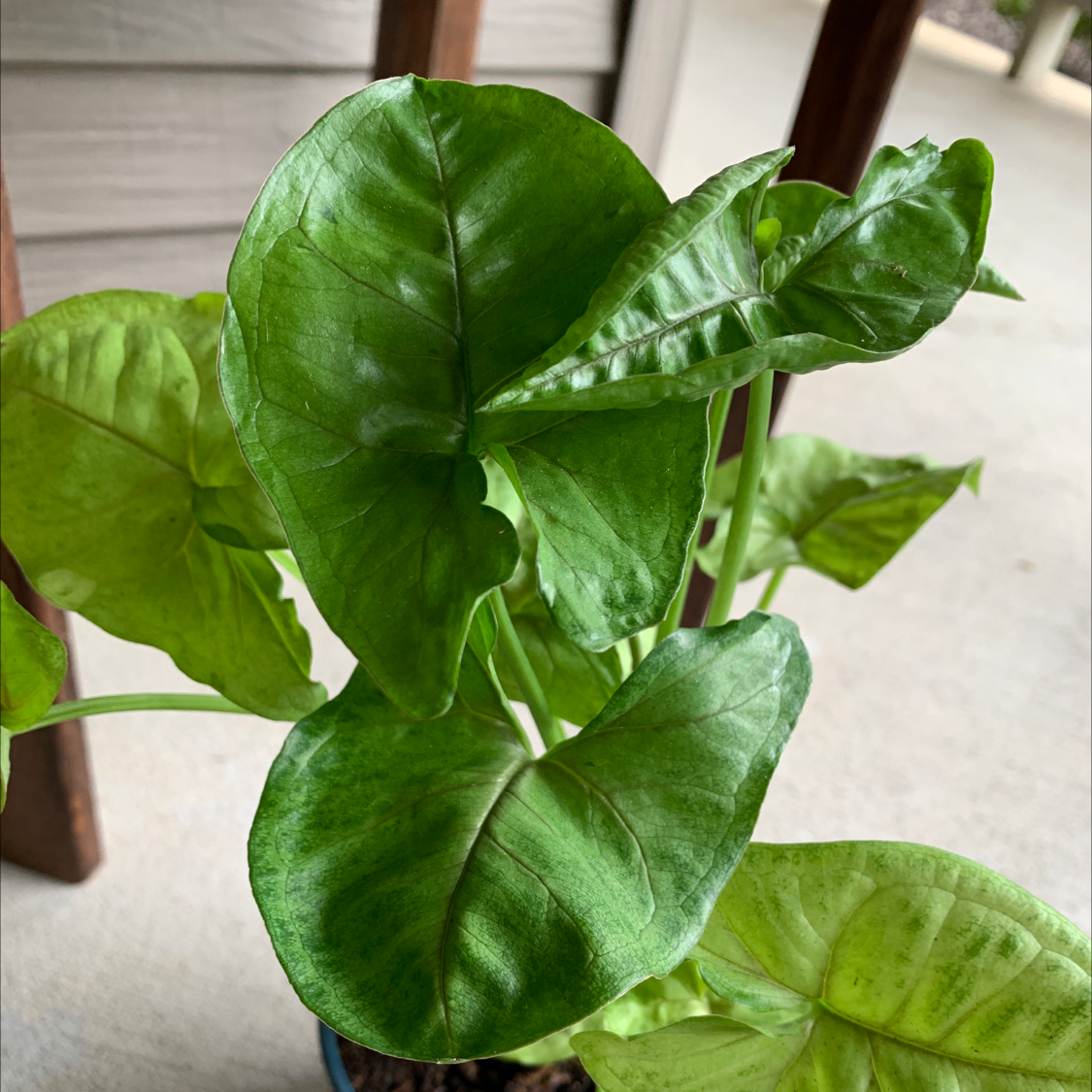 Syngonium 'Gold Allusion' plant with healthy green leaves.