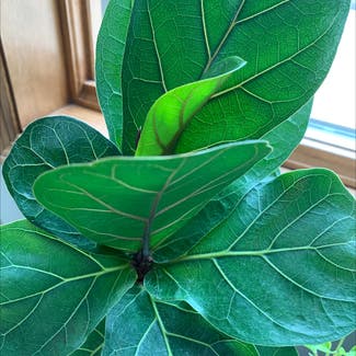 Fiddle Leaf Fig plant in Oshkosh, Wisconsin
