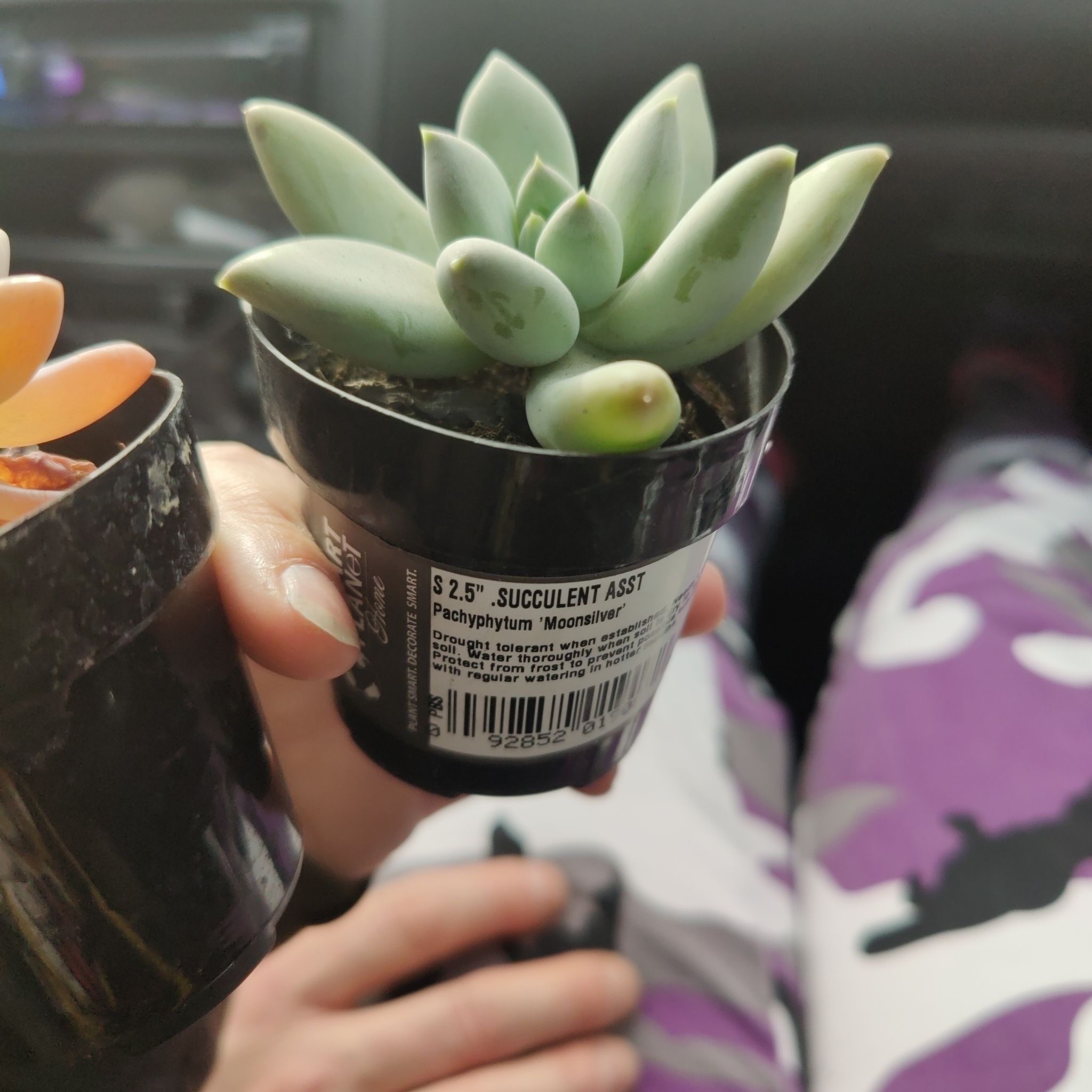 Pachyphytum 'Moon Silver' succulent in a black pot, held by a hand.