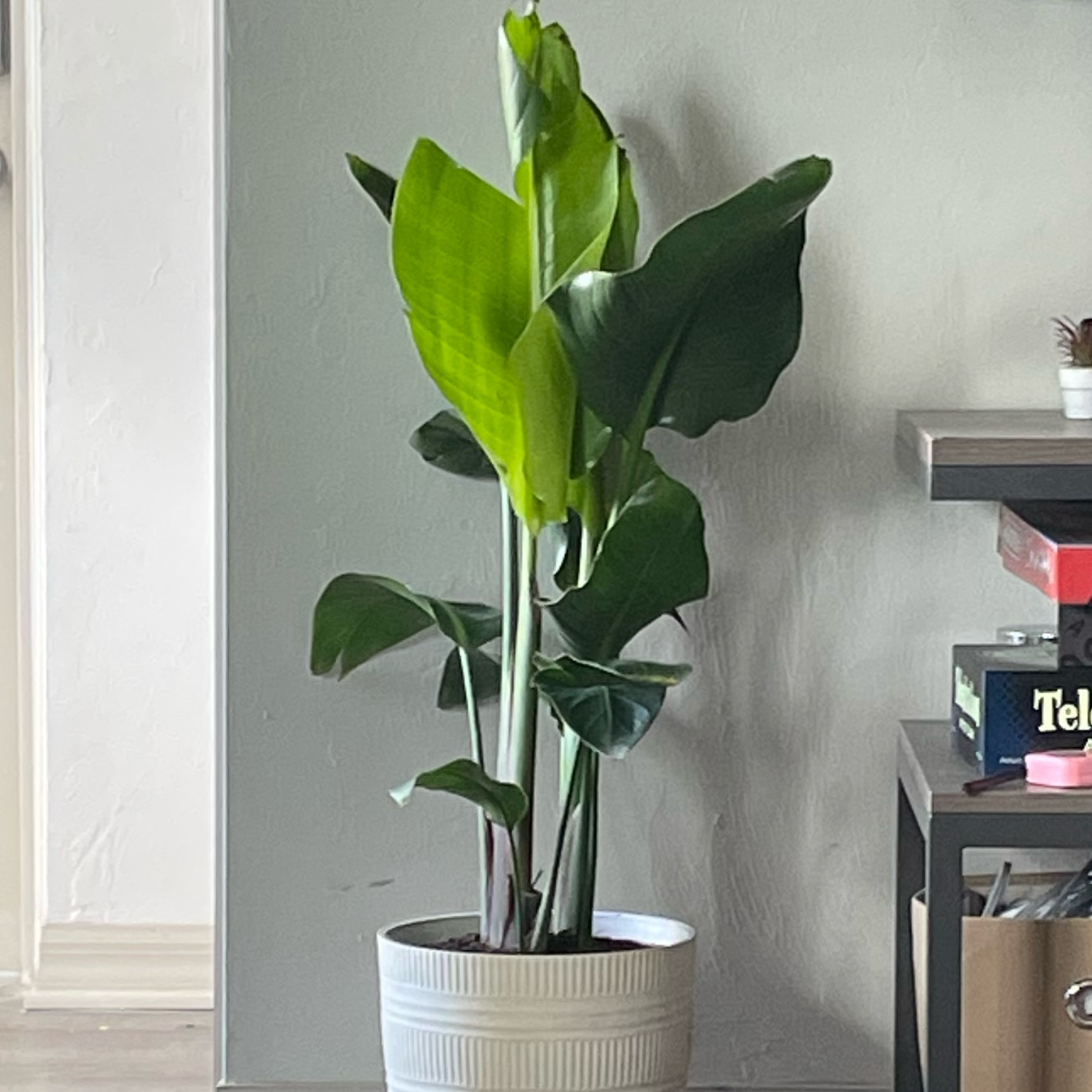 Photo of the plant species Philodendron renauxii by @Samimccloskey named Duke on Greg, the plant care app