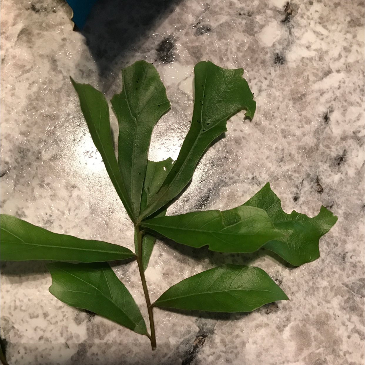 🍂 Why Are There Brown Spots on My Water Oak Leaves?